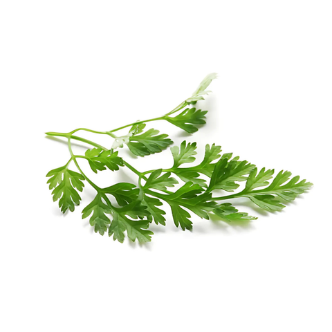 chervil