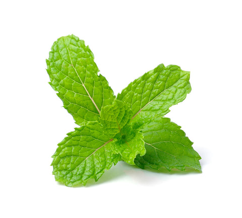 menta piperita