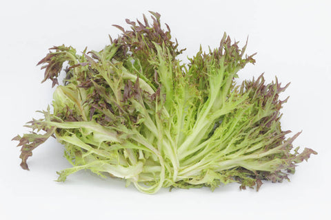 Salanova Crispy rot