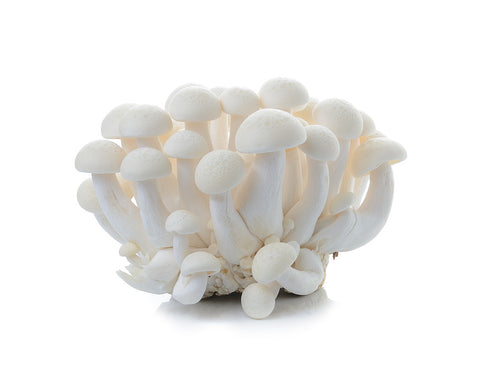 Shimeji bianco 150g