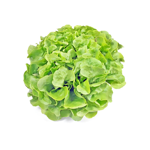 Foglia di quercia verde