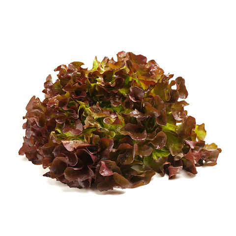 Foglia di quercia rossa