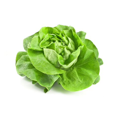 Kopfsalat grün
