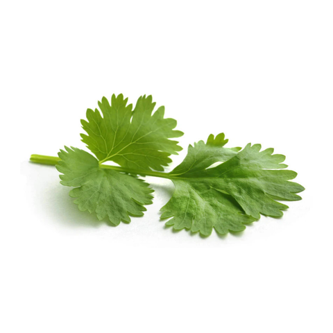 coriandolo