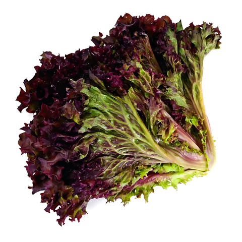 Lollo rot