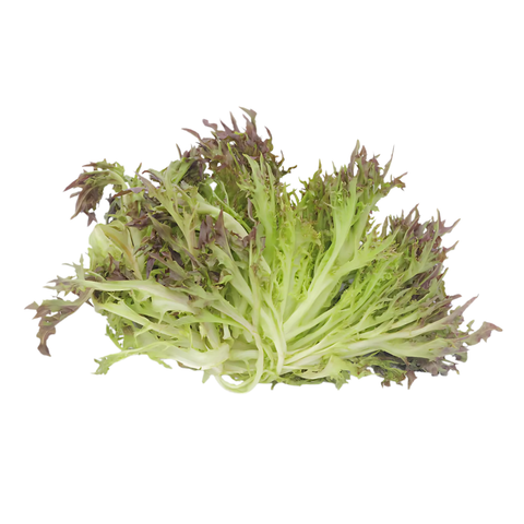 Salanova Crispy rot