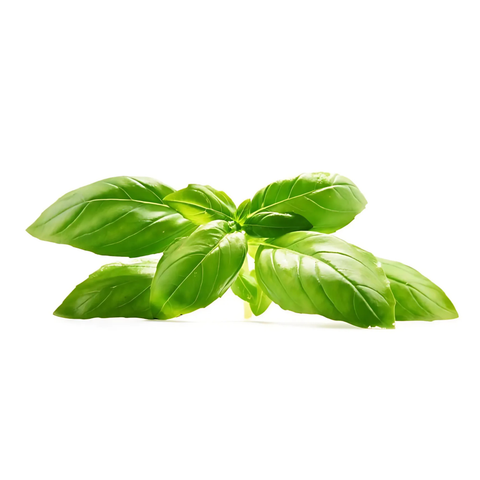 basilico